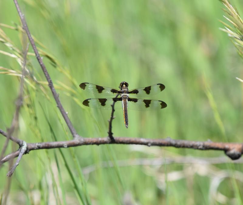 Photo of Twelve-spotted Skimmer