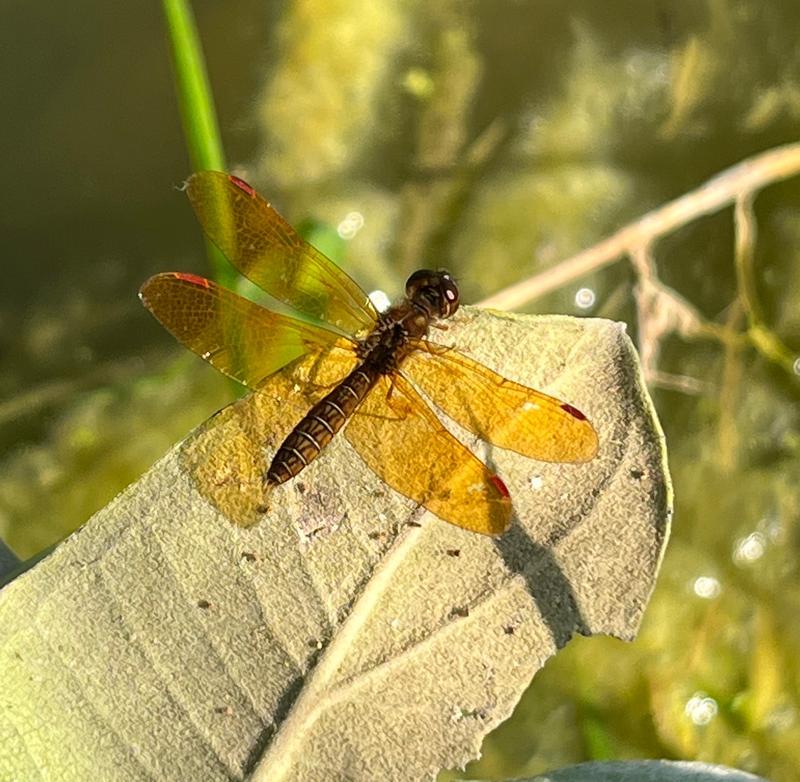 Photo of Eastern Amberwing