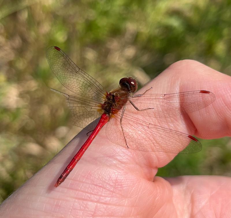 Photo of Autumn Meadowhawk