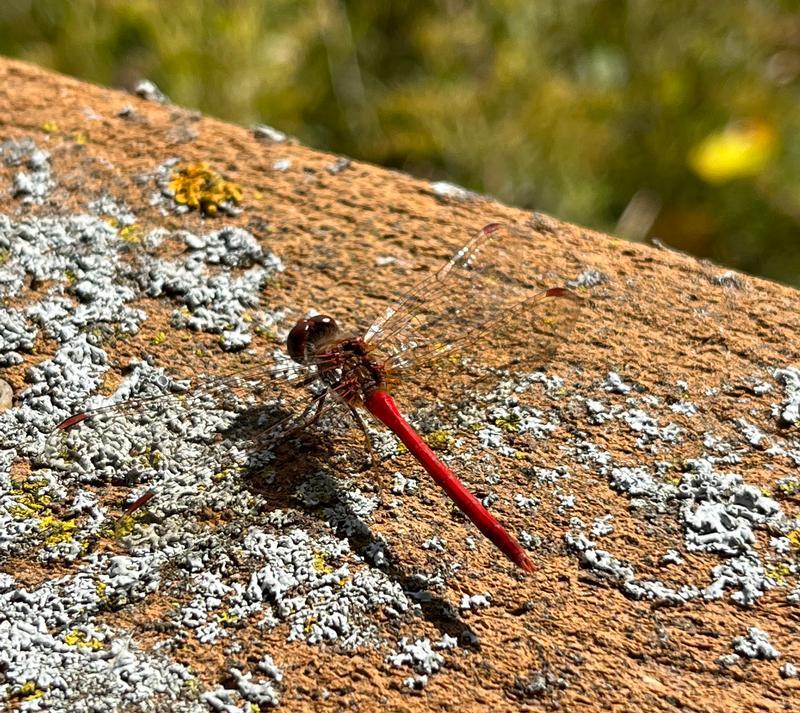 Photo of Autumn Meadowhawk