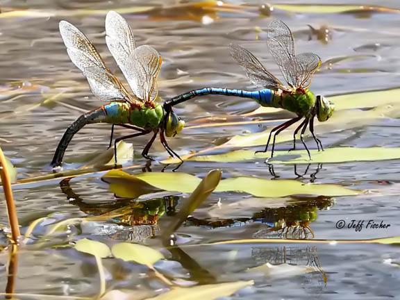 Photo of Common Green Darner