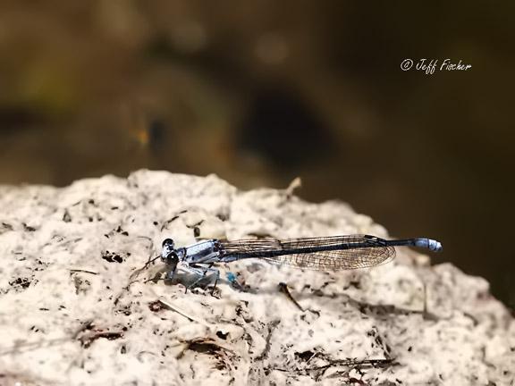 Photo of Powdered Dancer