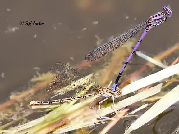 Photo of Variable Dancer (Violet Dancer ssp.)