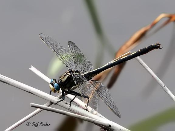 Photo of Horned Clubtail