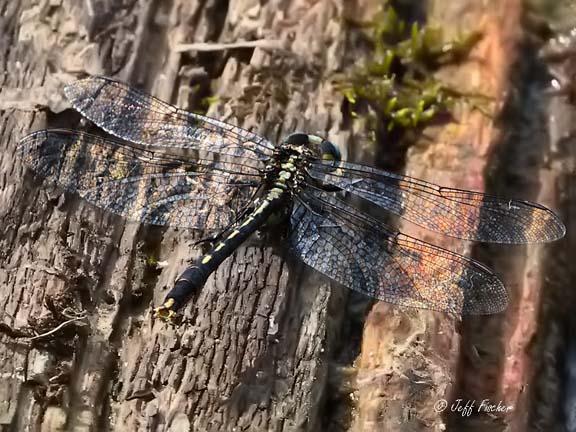 Photo of Lilypad Clubtail