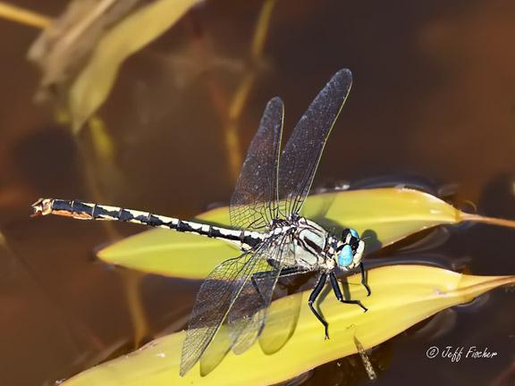 Photo of Horned Clubtail