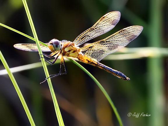 Photo of Halloween Pennant