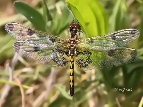 Photo of Calico Pennant