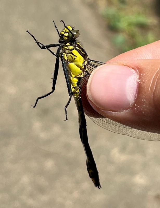 Photo of Black-shouldered Spinyleg