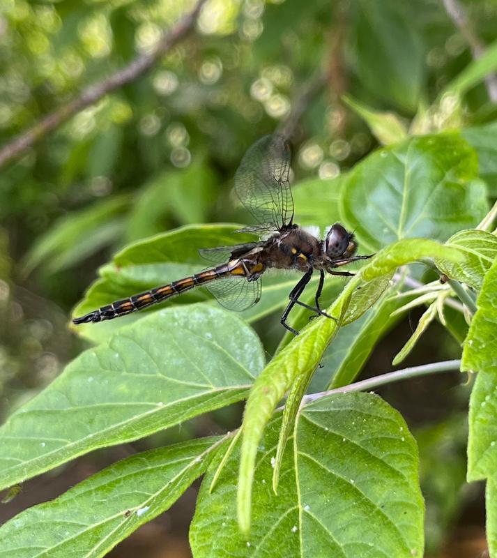 Photo of Common Baskettail