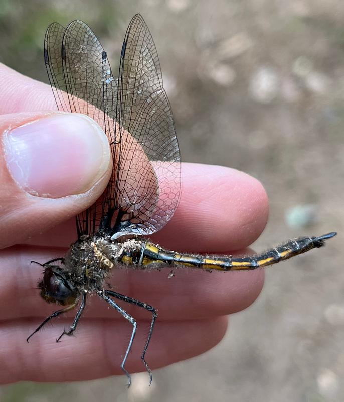 Photo of Common Baskettail