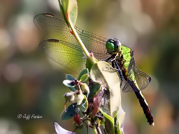 Photo of Eastern Pondhawk