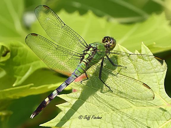 Photo of Eastern Pondhawk