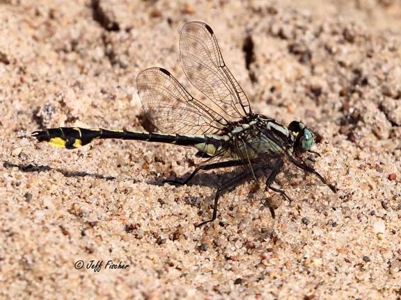 Photo of Midland Clubtail