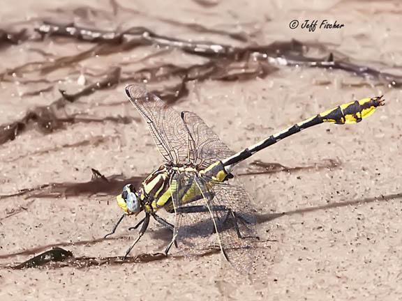 Photo of Plains Clubtail