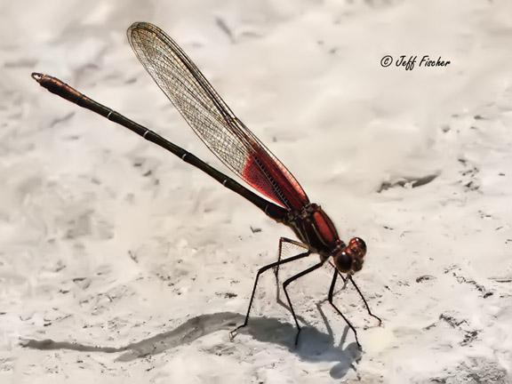 Photo of American Rubyspot