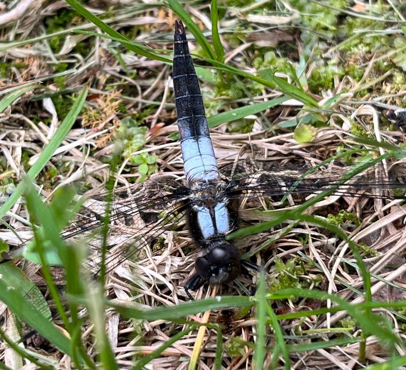 Photo of Chalk-fronted Corporal