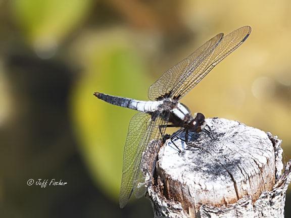 Photo of Chalk-fronted Corporal