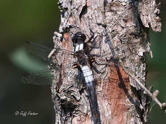 Photo of Chalk-fronted Corporal