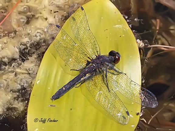 Photo of Dot-tailed Whiteface