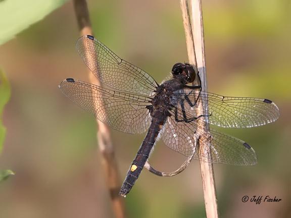 Photo of Dot-tailed Whiteface