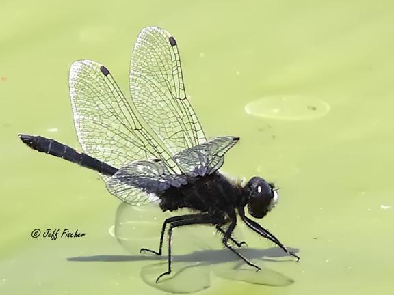 Photo of Dot-tailed Whiteface