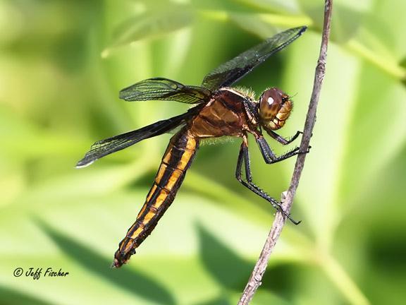 Photo of Widow Skimmer