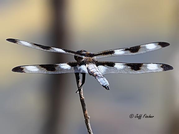 Photo of Twelve-spotted Skimmer