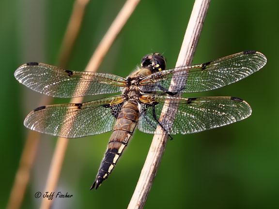 Photo of Four-spotted Skimmer