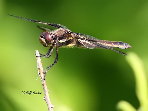 Photo of Twelve-spotted Skimmer