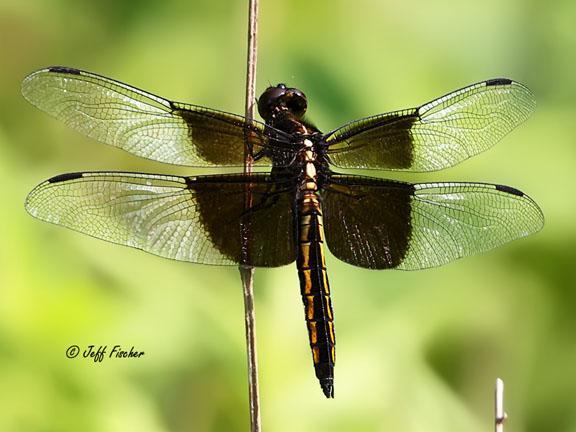 Photo of Widow Skimmer