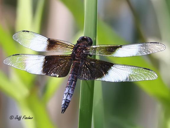 Photo of Widow Skimmer