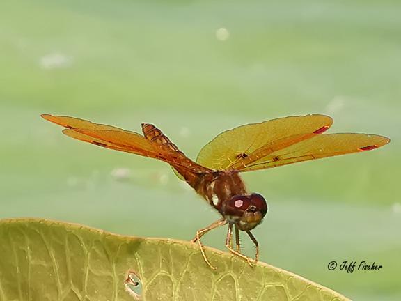 Photo of Eastern Amberwing