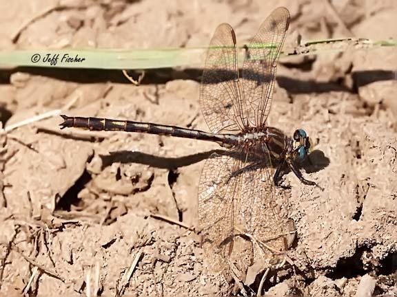 Photo of Dusky Clubtail