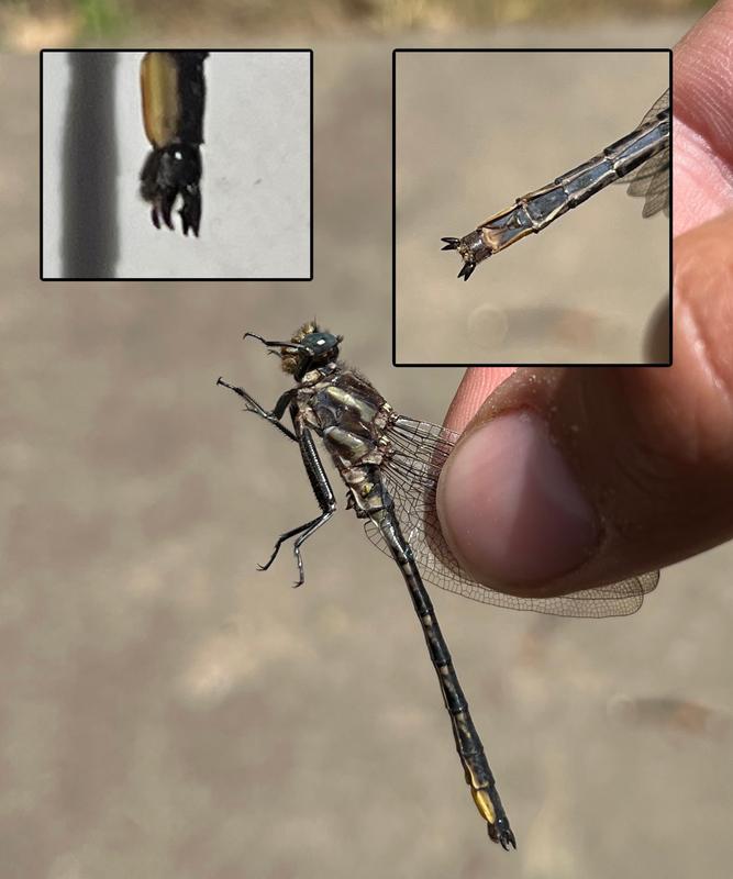 Photo of Dusky Clubtail