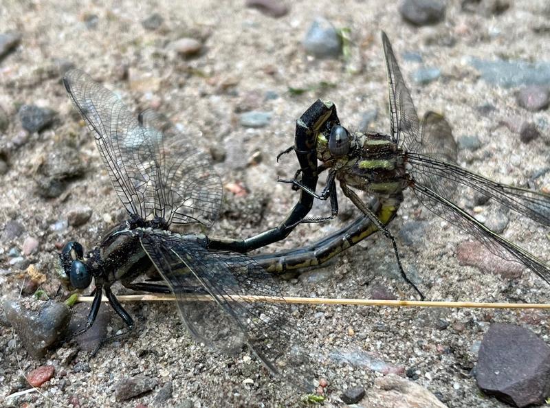 Photo of Rapids Clubtail