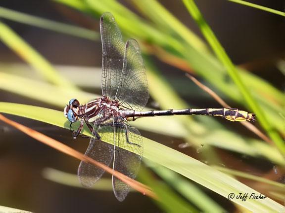 Photo of Lancet Clubtail