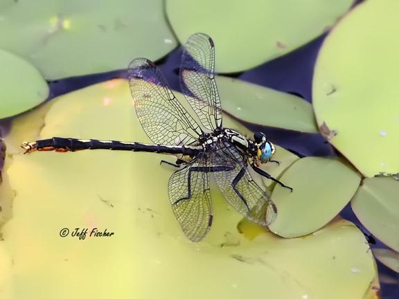 Photo of Lilypad Clubtail