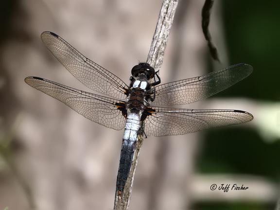 Photo of Chalk-fronted Corporal