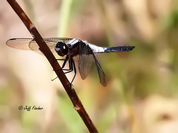 Photo of Chalk-fronted Corporal