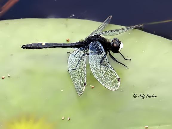 Photo of Dot-tailed Whiteface