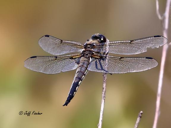 Photo of Four-spotted Skimmer