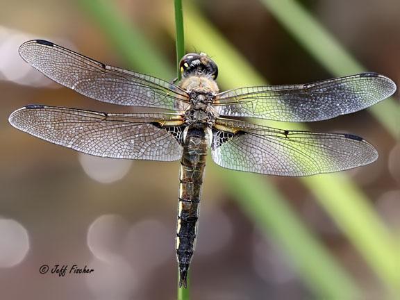 Photo of Four-spotted Skimmer