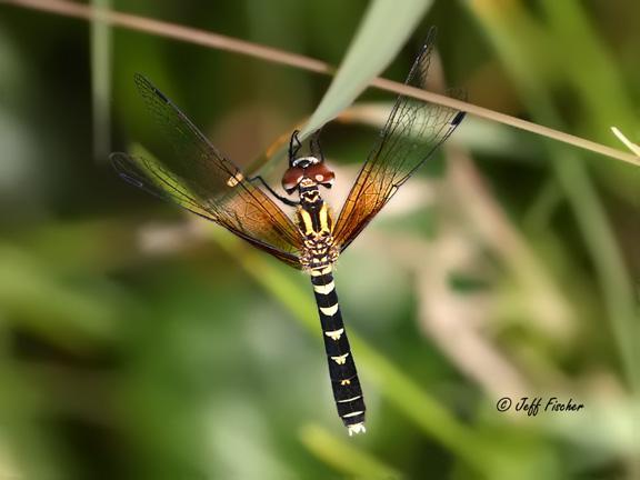 Photo of Elfin Skimmer