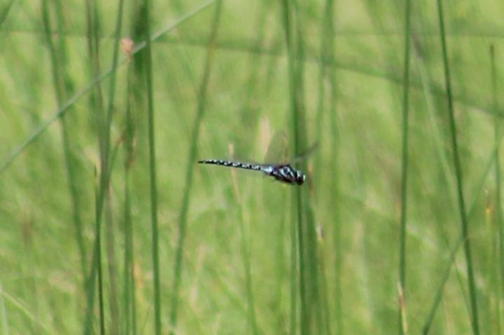 Photo of Canada Darner