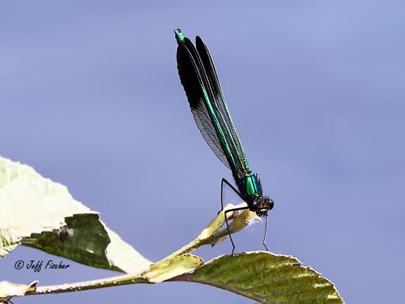 Photo of River Jewelwing