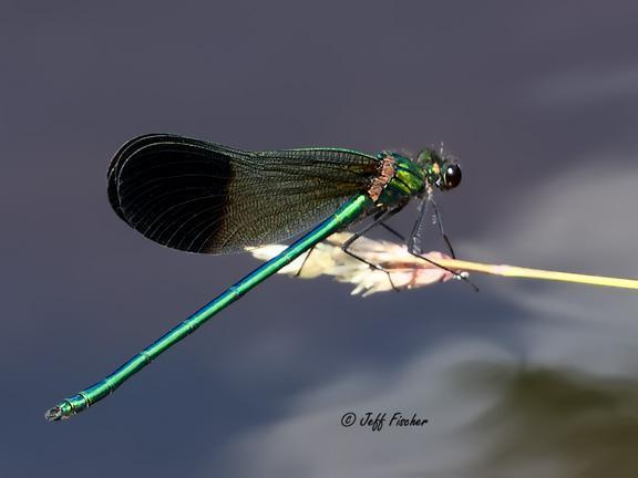 Photo of River Jewelwing