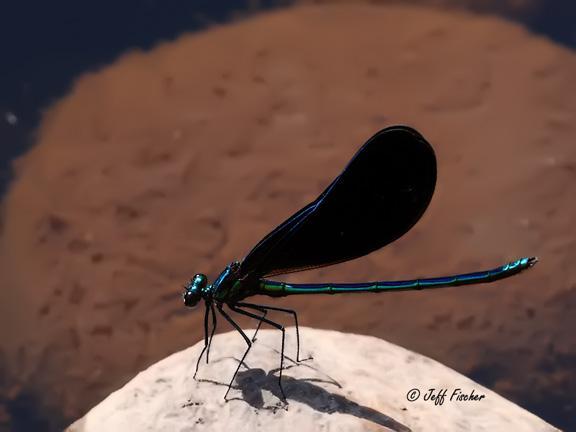 Photo of Ebony Jewelwing