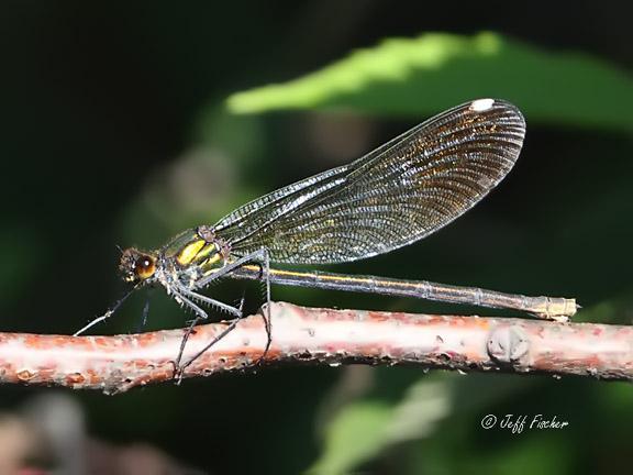 Photo of River Jewelwing