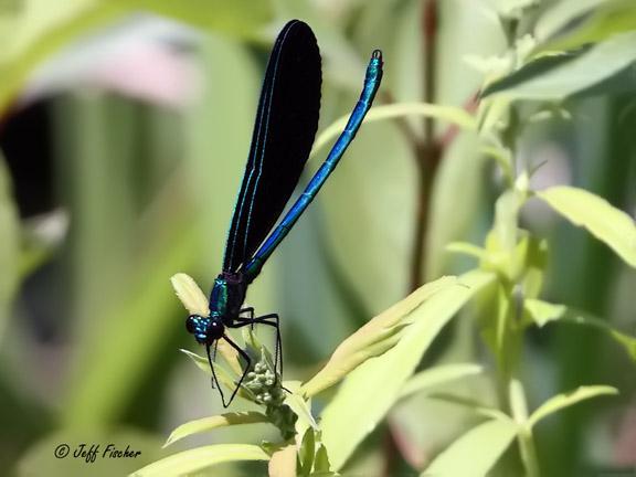 Photo of Ebony Jewelwing